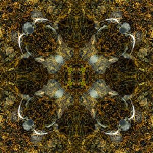 entheogenica, mike-routliffe, Dancers in the Grove